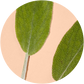 Sage